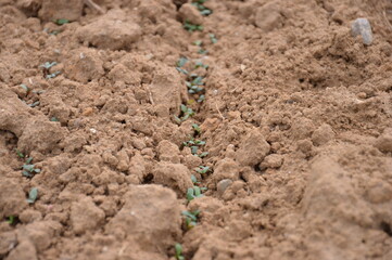 Cultivated land - Agriculture