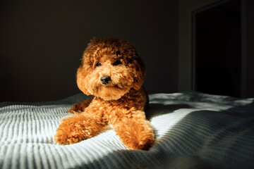 A small red poodle is lying on the bad in bright daylight, selective focus