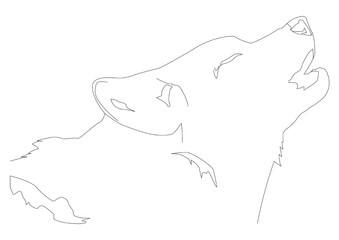Wolf Drawing