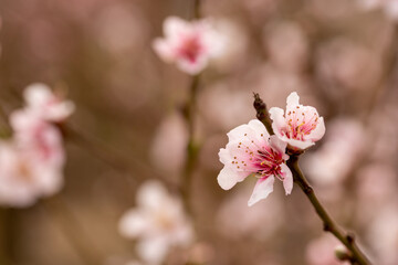 Soft Cherry Blossoms in Daylight