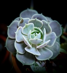 Echeveria (2)