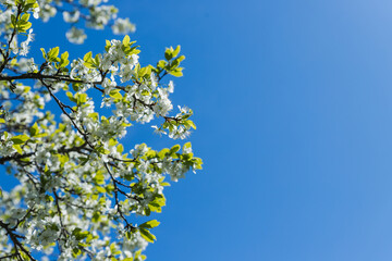 Flowers of the cherry blossoms on a spring day.Amazing spring blossom. Tree branches with beautiful flowers.Blossom orchard.Sakura branches with white flowers on bright blue sky. copy space