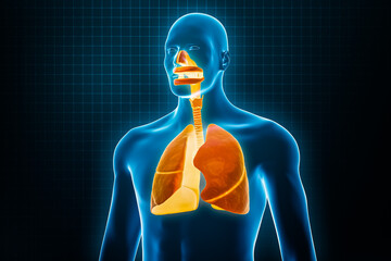 Xray anterior or front view of full human respiratory system 3D rendering illustration with male body contours. Human anatomy, lungs, medical, biology, science, healthcare concepts. - obrazy, fototapety, plakaty