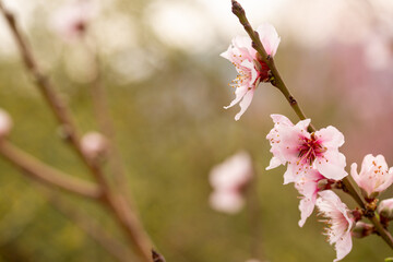 Budding Cherry Blossoms Branch
