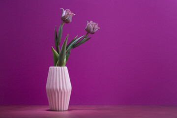 two pink and purple tulips in a vase on magenta background, spring flowers for women,