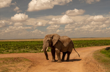 Bull elephant, loxodonta africana, in the meadows of Amboseli National Park, Kenya. Front view.