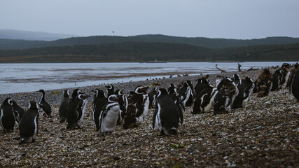 penguin at natural habitat, penguin family in antartic landscape, papua, king, magallanic, natural, fauna, wild penguins, wildlife, sea