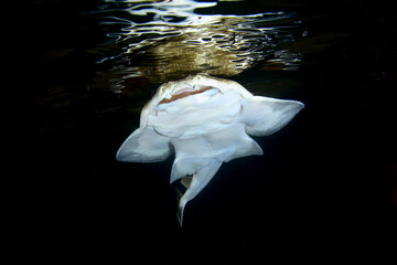 Angelshark nadando en superficie durante la noche