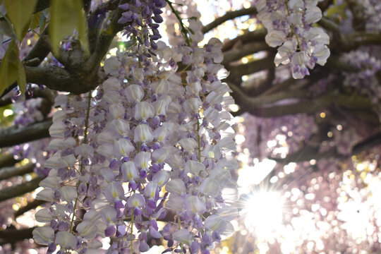 Atardecer en flor
