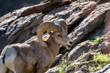 Bighorn Sheep