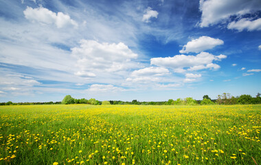 Sunny day on the field with blooming dandelions in natural park. - 566342941