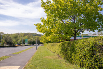 road in the park with trees