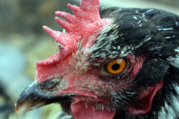 Czarna kura z czerwonym grzebieniem. 