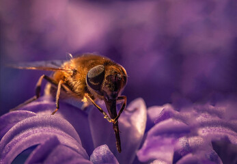 Piękna brązowa mucha wśród fioletowych kwiatów na łące - obrazy, fototapety, plakaty