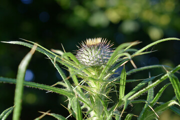 Oset pospolity dorodny świecący o zachodzi słońca. 