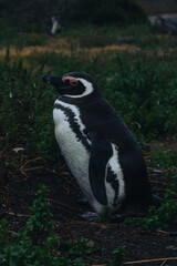 penguin at natural habitat, penguin family in antartic landscape, papua, king, magallanic, natural, fauna, wild penguins, wildlife, sea
