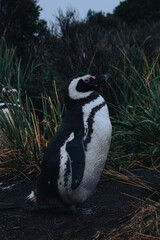 Naklejka premium penguin at natural habitat, penguin family in antartic landscape, papua, king, magallanic, natural, fauna, wild penguins, wildlife, sea
