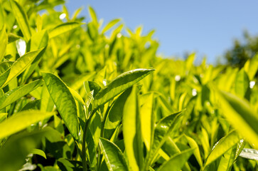 Fototapeta premium green grass and blue sky