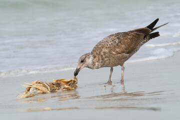 A juvenile Herring gull picks at the remains of a dead fish that washed up on the beach in Fort DeSoto Park, St. Petersburg, Florida.