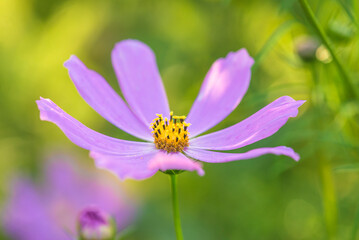 Obraz premium Close up for pink cosmos flower on green natural background