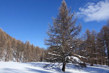 Splendeur du Queyras en ski de randonnée nordique en janvier 2023 avec une neige exceptionnelle