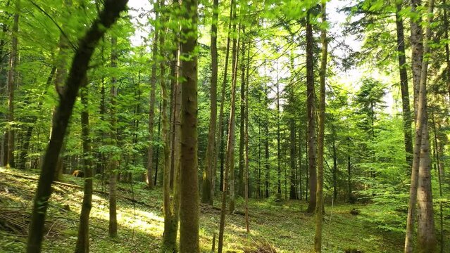 Flying under tree in sunny forest drone shot. Drone shot.