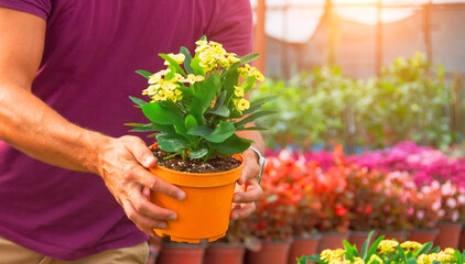 Gardener arranging pots of blooming yellow euphorbia in a greenhouse for commercial cultivation.