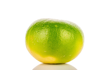 One bright green Citrus Sweetie, close-up, against a white background.