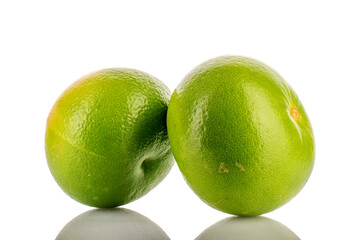 Two organic bright green Citrus Sweetie, close-up, isolated on white.