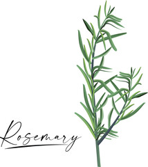 Culinary spices. Rosemary. Abstract vector illustration of rosemary sprigs 