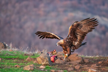 Golden eagle bird, wild raptor and dangerous predator, eating prey in nature