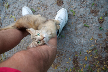 Funny cat with long whiskers and beautiful eyes climbed on mans feet