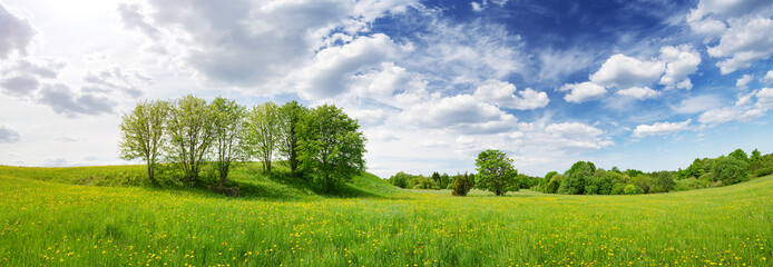 Sunny day on the field with blooming dandelions in natural park.