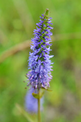 Veronica spike (Veronica spicata) grows in the wild