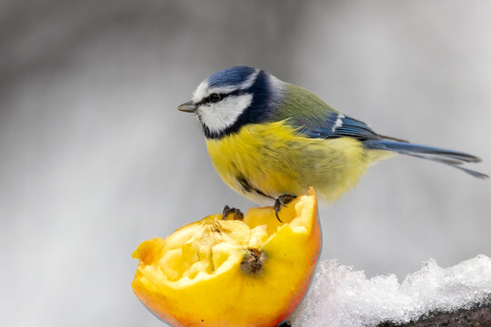 Blue tit