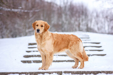 dog golden retriever labrador in a frozen forest in winter on snow