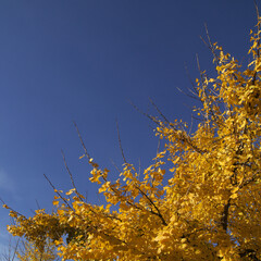 Golden Yellow autumnal foliage of ginkgo tree 