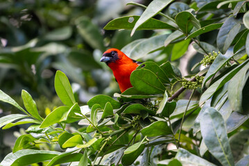 red bird on branch