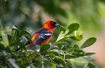 bird on a branch