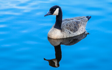 Branta hutchinsii leucopareia. Aleutian cackling goose swims. Bird with black head and neck, white cheek patches, grayish brown back and wings, white rump, black tail feathers, legs. Close up portrait