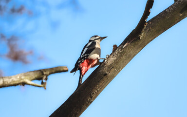 Great spotted woodpecker sits on a branch on sunny fall day.  Woodpecker
