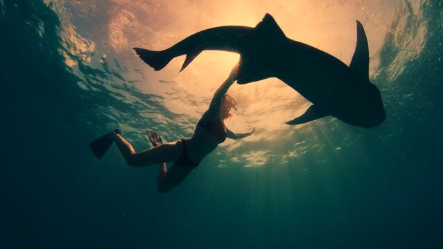 Woman Free Diving And Snorkelling With The Nurse Shark, Ginglymostoma Cirratum, In A Tropical Sea In The Maldives