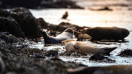 group of cute harbor seals relaxing lying on rocks on ytri tunga in iceland; cute arctic wildlife