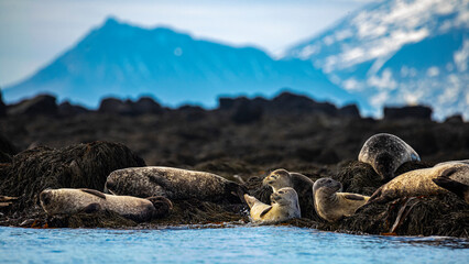 Fototapeta premium group of cute harbor seals relaxing lying on rocks on ytri tunga in iceland; cute arctic wildlife