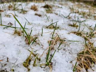 Hail or snow on green grass lawn, top view , weather concept. snow,Severe weather. Hail on lawn.bad weather in spring season