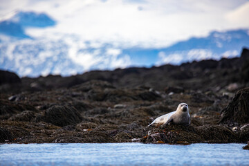 sweet harbor seal relaxing lying on the rocks on ytri tunga in iceland with snow-capped mountains...