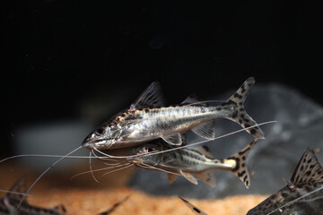Pictus Catfish (Pimelodus pictus) from Amazon river