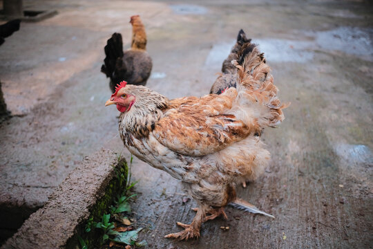 Close up photo of chickens scattered in the garden in front of a house in the Cikancung area - Indonesia. Not Focus