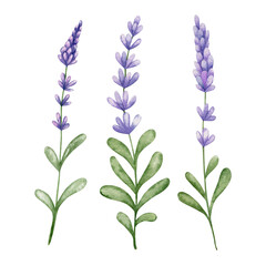 Watercolor illustration of lavender isolated on white background.