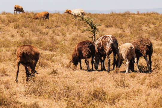 A herd of sheeps grazing in the wild at Naivasha, Rift Valley, Kenya